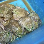 Amphibians: It's What's for Dinner.