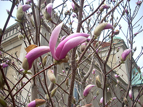 a hopeful bud near Yenching Auditorium, probably later wrecked by day of whipping gales and pouring rain.