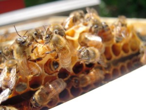 Little insects make your honey. No, really.